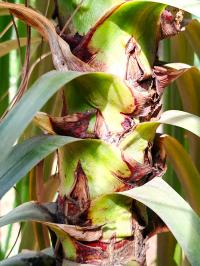 Beaucarnea goldmanii image